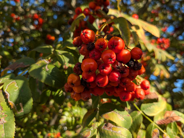 Dried botanical ingredients