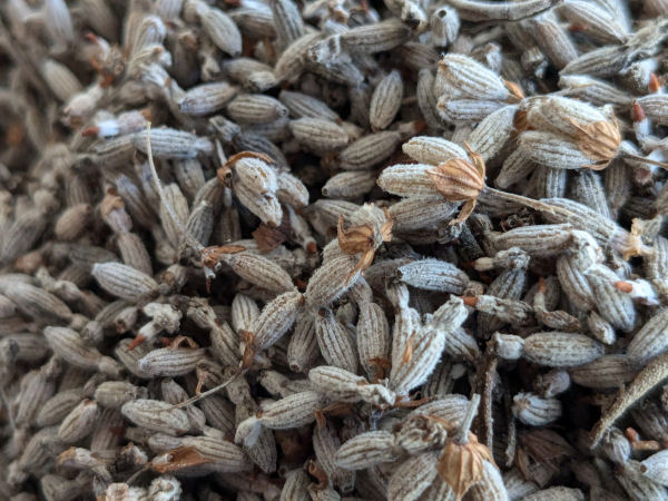 Dried botanical ingredients